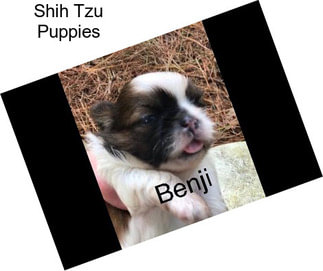 Shih Tzu Puppies