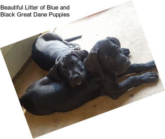 Beautiful Litter of Blue and Black Great Dane Puppies