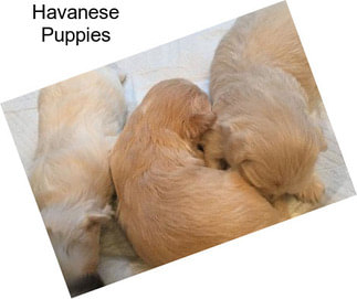 Havanese Puppies