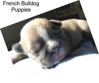 French Bulldog Puppies