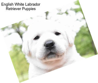 English White Labrador Retriever Puppies