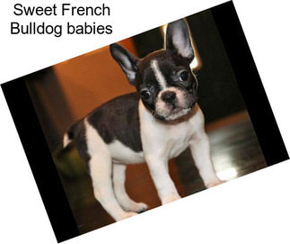 Sweet French Bulldog babies