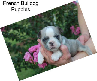 French Bulldog Puppies