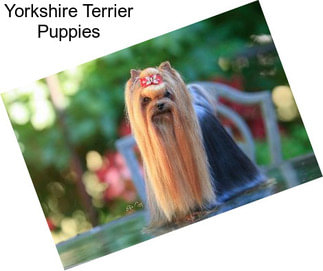 Yorkshire Terrier Puppies