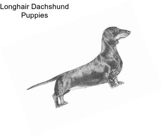 Longhair Dachshund Puppies