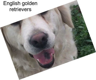 English golden retrievers