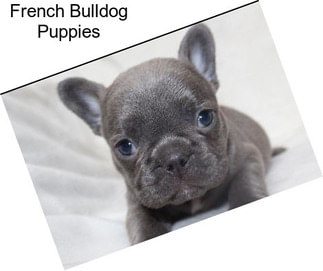 French Bulldog Puppies