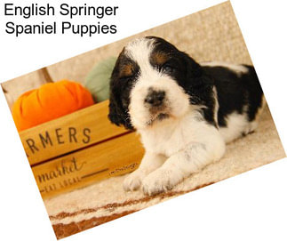 English Springer Spaniel Puppies