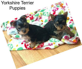 Yorkshire Terrier Puppies