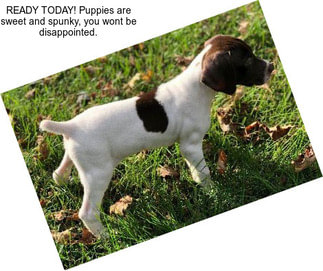 READY TODAY! Puppies are sweet and spunky, you wont be disappointed.