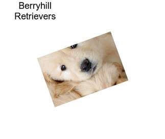 Berryhill Retrievers
