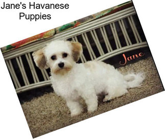 Jane\'s Havanese Puppies