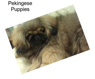 Pekingese Puppies