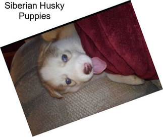 Siberian Husky Puppies