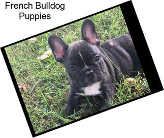 French Bulldog Puppies