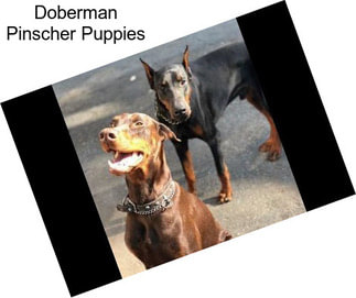 Doberman Pinscher Puppies