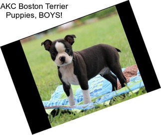 AKC Boston Terrier Puppies, BOYS!