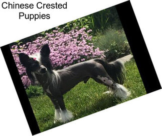 Chinese Crested Puppies