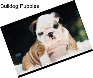 Bulldog Puppies