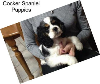 Cocker Spaniel Puppies