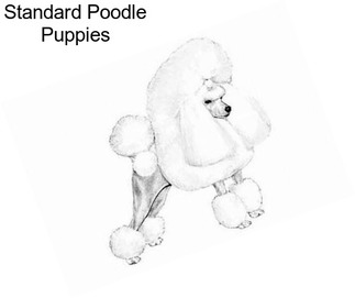 Standard Poodle Puppies