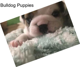 Bulldog Puppies