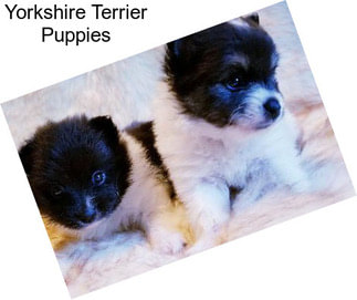 Yorkshire Terrier Puppies