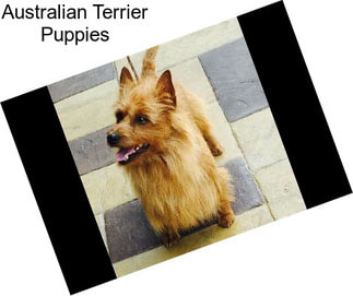 Australian Terrier Puppies