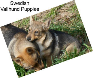 Swedish Vallhund Puppies