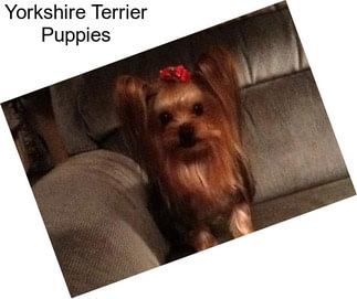 Yorkshire Terrier Puppies