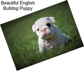 Beautiful English Bulldog Puppy