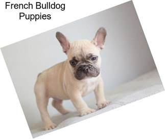 French Bulldog Puppies