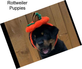 Rottweiler Puppies