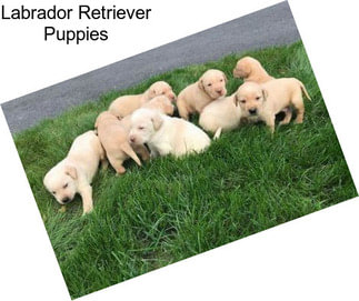 Labrador Retriever Puppies