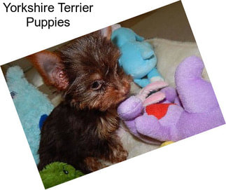 Yorkshire Terrier Puppies