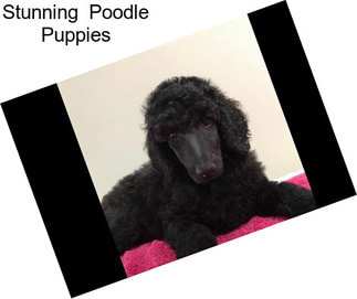 Stunning  Poodle Puppies