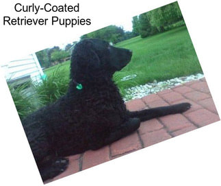 Curly-Coated Retriever Puppies