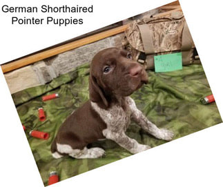 German Shorthaired Pointer Puppies