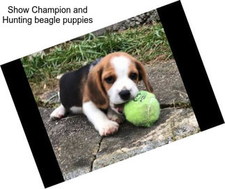 Show Champion and Hunting beagle puppies