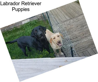 Labrador Retriever Puppies