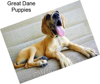 Great Dane Puppies