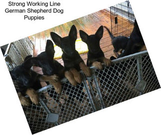Strong Working Line German Shepherd Dog Puppies