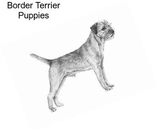 Border Terrier Puppies