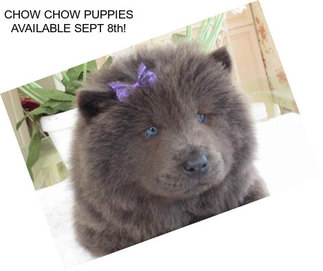 CHOW CHOW PUPPIES AVAILABLE SEPT 8th!