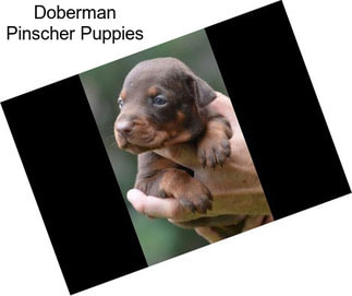 Doberman Pinscher Puppies