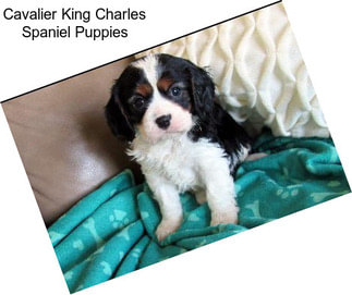 Cavalier King Charles Spaniel Puppies