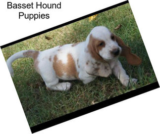 Basset Hound Puppies