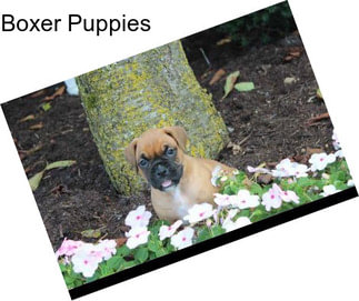 Boxer Puppies