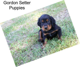 Gordon Setter Puppies