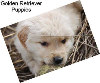 Golden Retriever Puppies